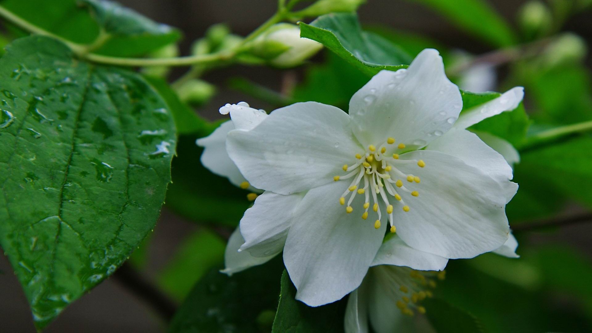 jasmine（ジャスミン）福井 坂井市 アロママッサージサロン｜JAA認定アロマスクール｜薬膳スクール｜リラクゼーションサロン